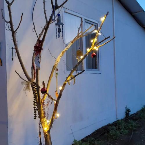 Kedi Camping Dilek Ağacı